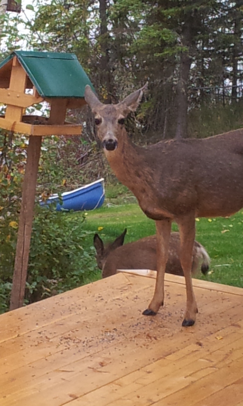 Need Help With Deer Fence?